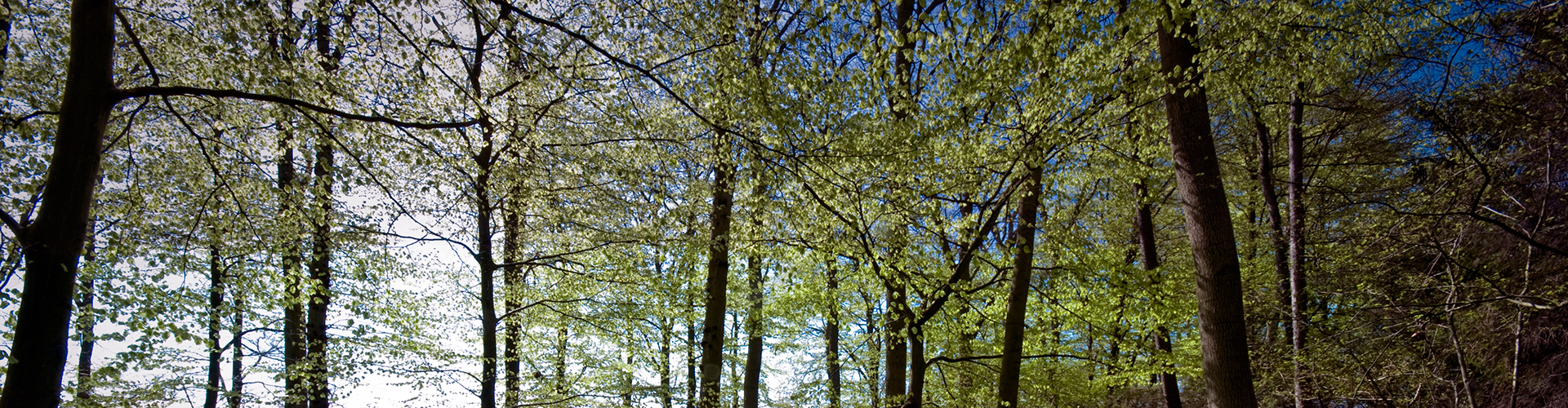 green_wood